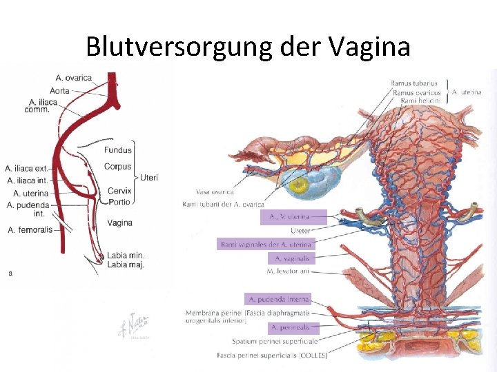 Blutversorgung der Vagina 