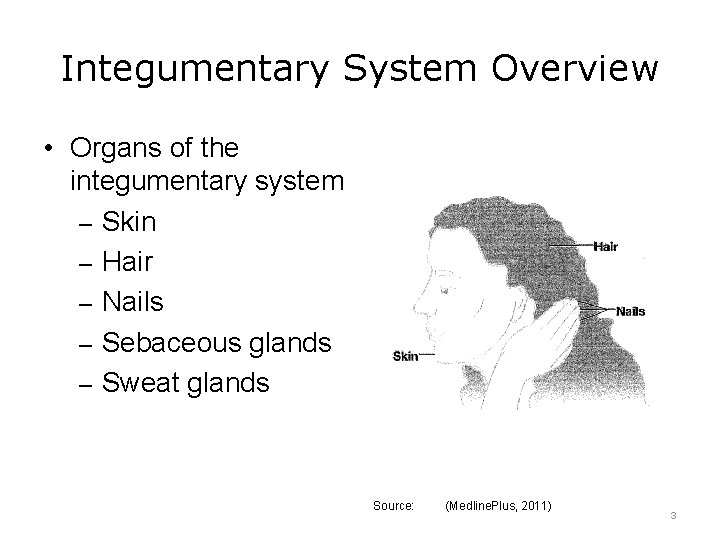 Integumentary System Overview • Organs of the integumentary system – Skin – Hair –
