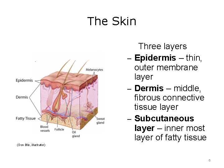 The Skin Three layers – Epidermis – thin, outer membrane layer – Dermis –