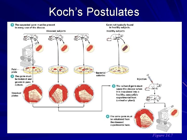 Koch’s Postulates Figure 14. 7 