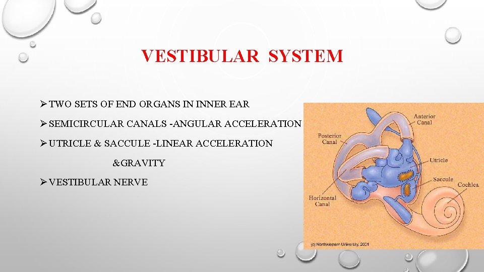 VESTIBULAR SYSTEM Ø TWO SETS OF END ORGANS IN INNER EAR Ø SEMICIRCULAR CANALS