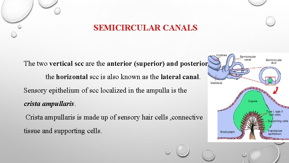 SEMICIRCULAR CANALS The two vertical scc are the anterior (superior) and posterior the horizontal