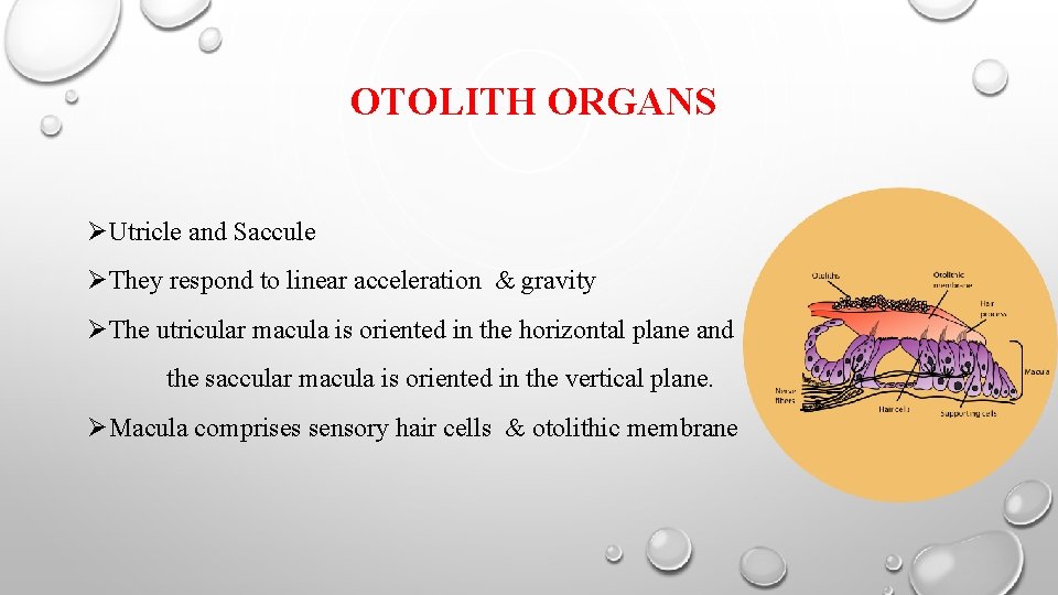 OTOLITH ORGANS ØUtricle and Saccule ØThey respond to linear acceleration & gravity ØThe utricular