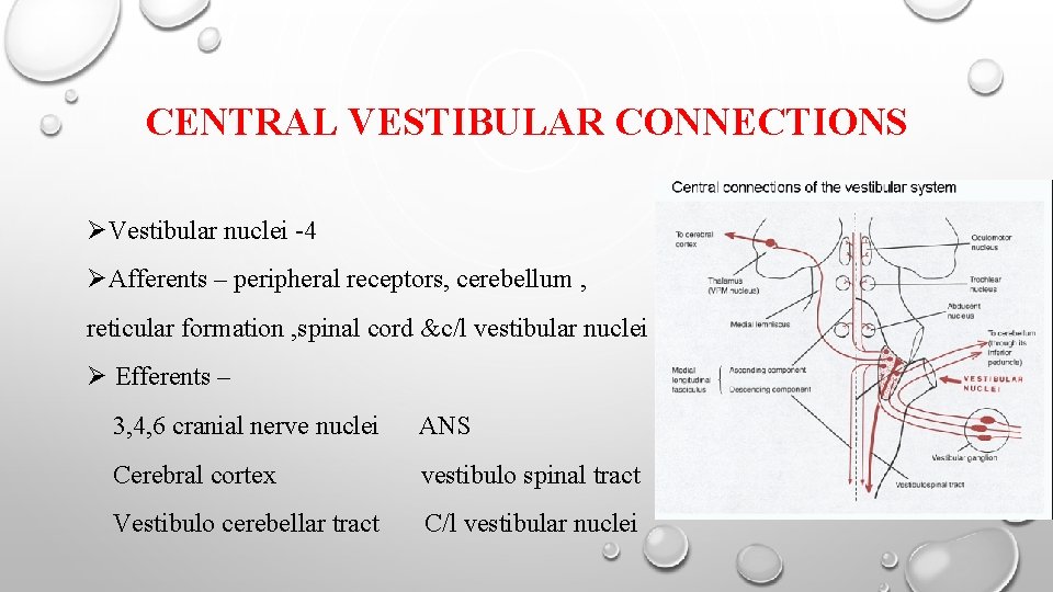 CENTRAL VESTIBULAR CONNECTIONS ØVestibular nuclei -4 ØAfferents – peripheral receptors, cerebellum , reticular formation