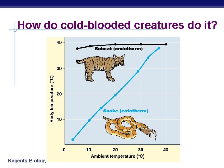 How do cold-blooded creatures do it? Regents Biology 