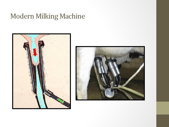 Modern Milking Machine 