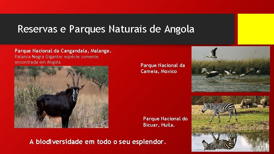 Reservas e Parques Naturais de Angola Parque Nacional da Cangandala, Malange. Palanca Negra Gigante: