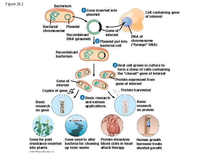 Figure 20. 2 Bacterium 1 Gene inserted into plasmid Bacterial Plasmid chromosome Recombinant DNA