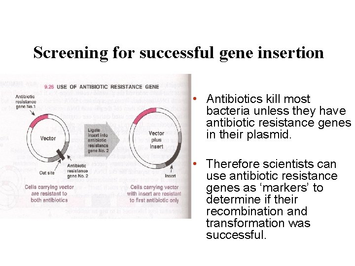 Screening for successful gene insertion • Antibiotics kill most bacteria unless they have antibiotic