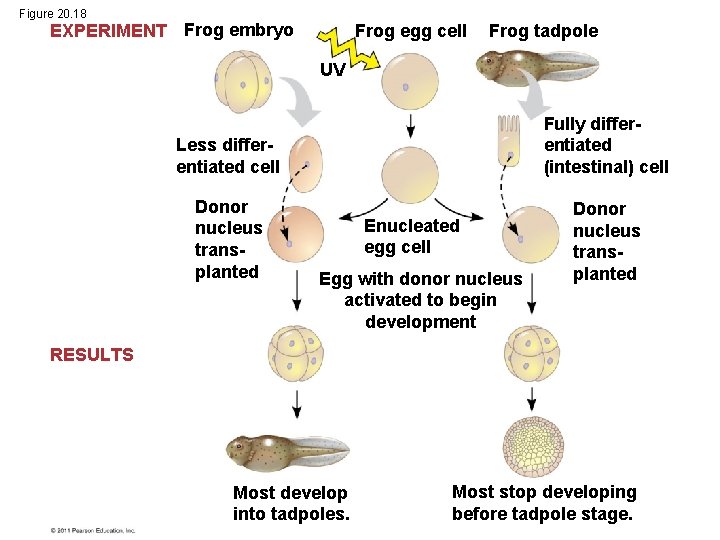 Figure 20. 18 EXPERIMENT Frog embryo Frog egg cell Frog tadpole UV Less differentiated