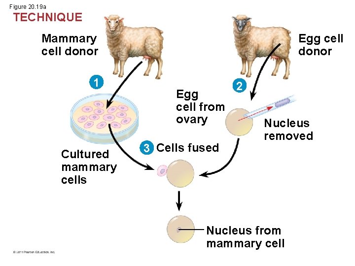 Figure 20. 19 a TECHNIQUE Mammary cell donor 1 Cultured mammary cells Egg cell