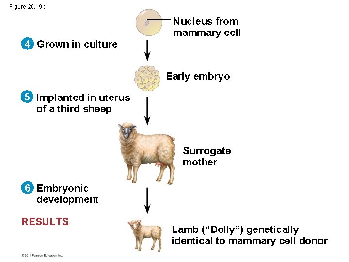 Figure 20. 19 b Nucleus from mammary cell 4 Grown in culture Early embryo