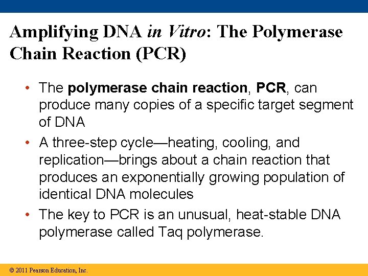 Amplifying DNA in Vitro: The Polymerase Chain Reaction (PCR) • The polymerase chain reaction,