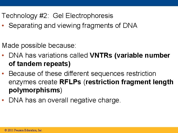Technology #2: Gel Electrophoresis • Separating and viewing fragments of DNA Made possible because: