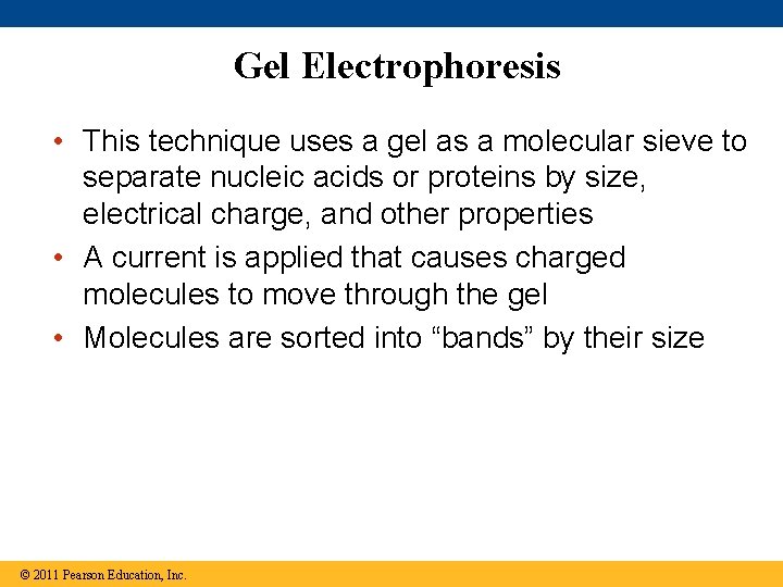 Gel Electrophoresis • This technique uses a gel as a molecular sieve to separate