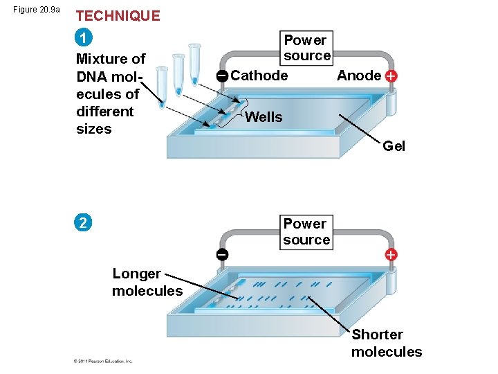 Figure 20. 9 a TECHNIQUE 1 Mixture of DNA molecules of different sizes Power