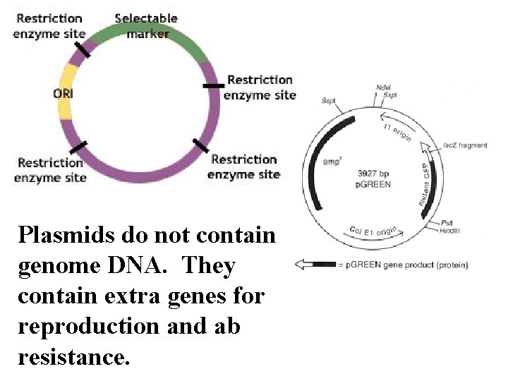 Plasmids do not contain genome DNA. They contain extra genes for reproduction and ab