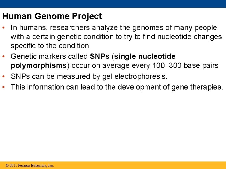 Human Genome Project • In humans, researchers analyze the genomes of many people with