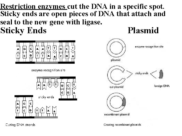 Restriction enzymes cut the DNA in a specific spot. Sticky ends are open pieces