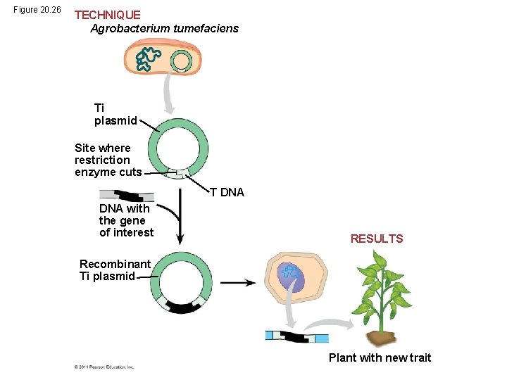 Figure 20. 26 TECHNIQUE Agrobacterium tumefaciens Ti plasmid Site where restriction enzyme cuts T