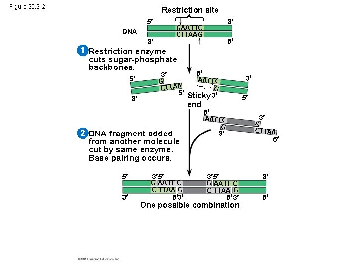 Figure 20. 3 -2 Restriction site 5 3 GAATTC CTTAAG DNA 3 5 1
