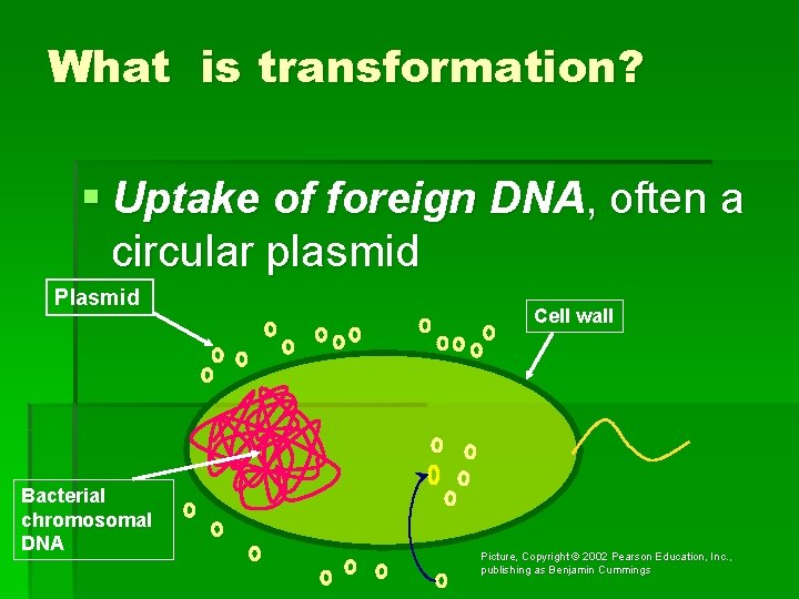 p GLO TM Bacterial Transformation Aequorea victoria Two