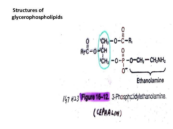 Structures of glycerophospholipids 