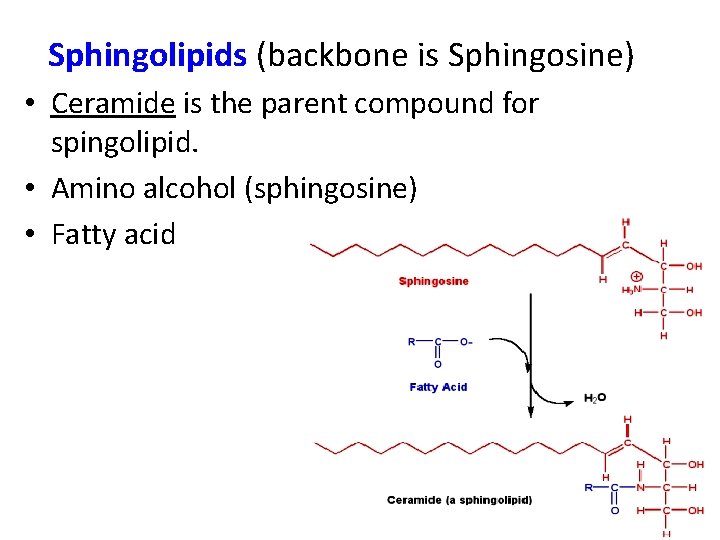 Sphingolipids (backbone is Sphingosine) • Ceramide is the parent compound for spingolipid. • Amino