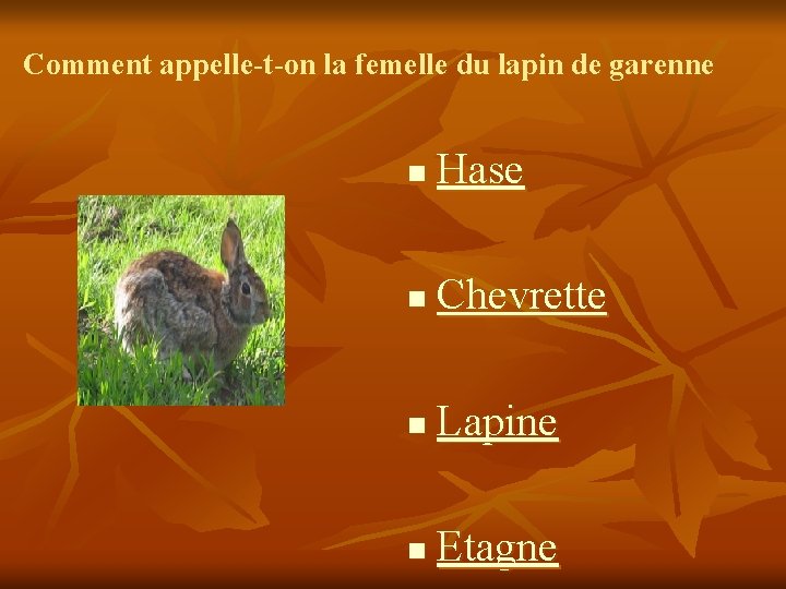 Comment appelle-t-on la femelle du lapin de garenne n Hase n Chevrette n Lapine