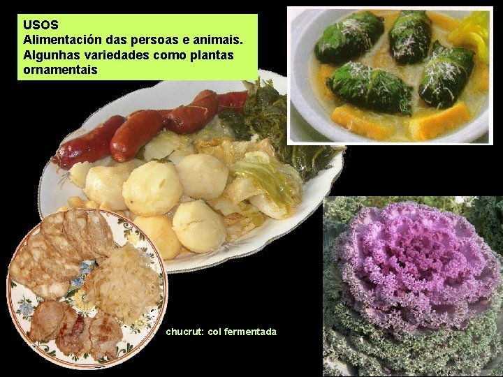 USOS Alimentación das persoas e animais. Algunhas variedades como plantas ornamentais chucrut: col fermentada