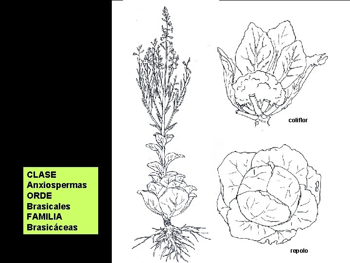 coliflor CLASE Anxiospermas ORDE Brasicales FAMILIA Brasicáceas repolo 