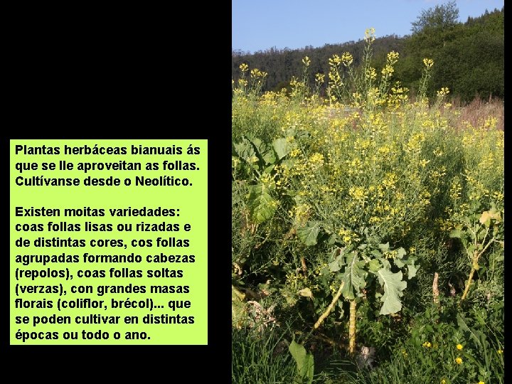 Plantas herbáceas bianuais ás que se lle aproveitan as follas. Cultívanse desde o Neolítico.