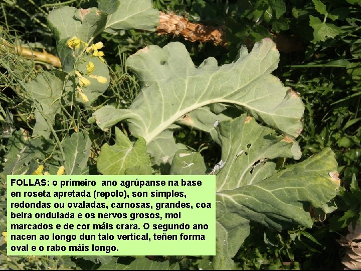 FOLLAS: o primeiro ano agrúpanse na base en roseta apretada (repolo), son simples, redondas