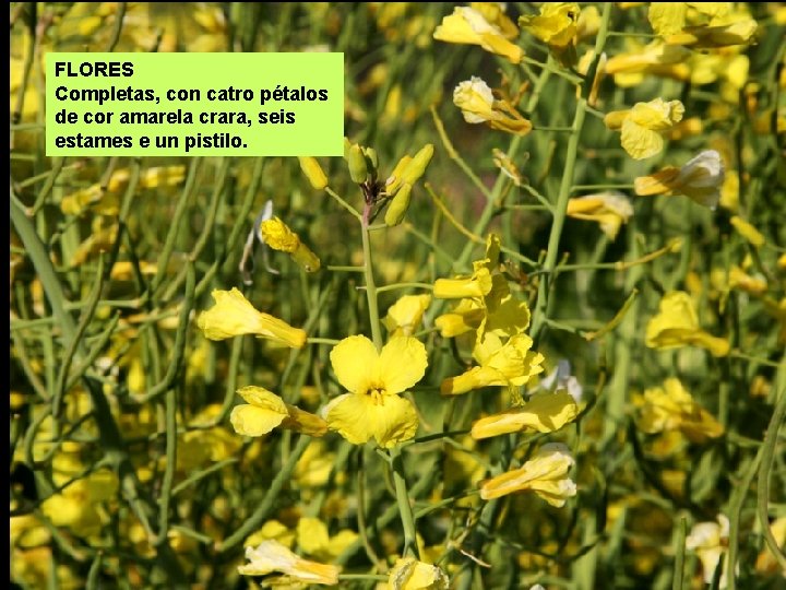 FLORES Completas, con catro pétalos de cor amarela crara, seis estames e un pistilo.