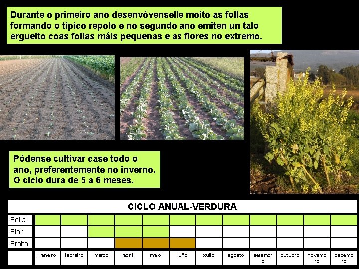 Durante o primeiro ano desenvóvenselle moito as follas formando o típico repolo e no