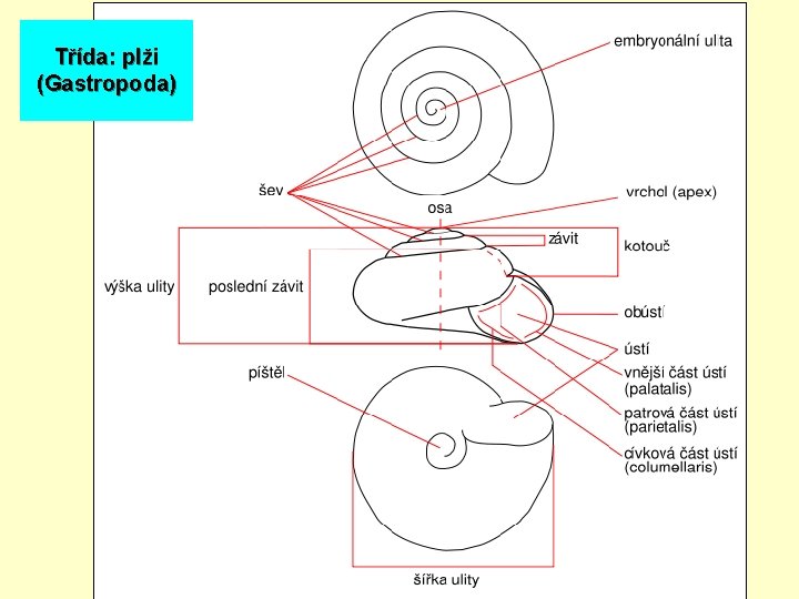 Třída: plži (Gastropoda) 