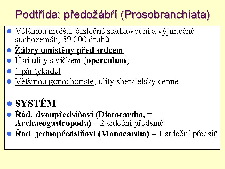 Podtřída: předožábří (Prosobranchiata) Většinou mořští, částečně sladkovodní a výjimečně suchozemští, 59 000 druhů Žábry