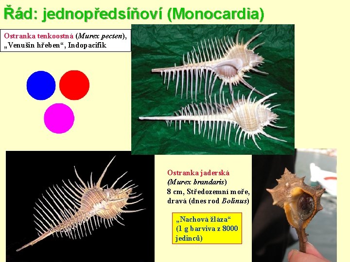 Řád: jednopředsíňoví (Monocardia) Ostranka tenkoostná (Murex pecten), „Venušin hřeben“, Indopacifik Ostranka jaderská (Murex brandaris)