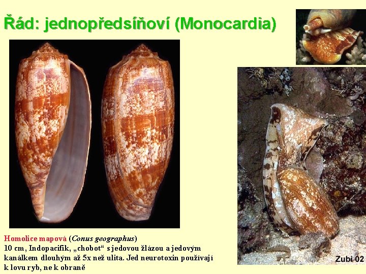 Řád: jednopředsíňoví (Monocardia) Homolice mapová (Conus geographus) 10 cm, Indopacifik, „chobot“ s jedovou žlázou