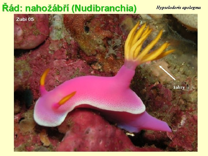 Řád: nahožábří (Nudibranchia) Hypselodoris apolegma žábry 