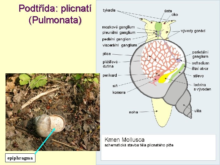 Podtřída: plicnatí (Pulmonata) epiphragma 