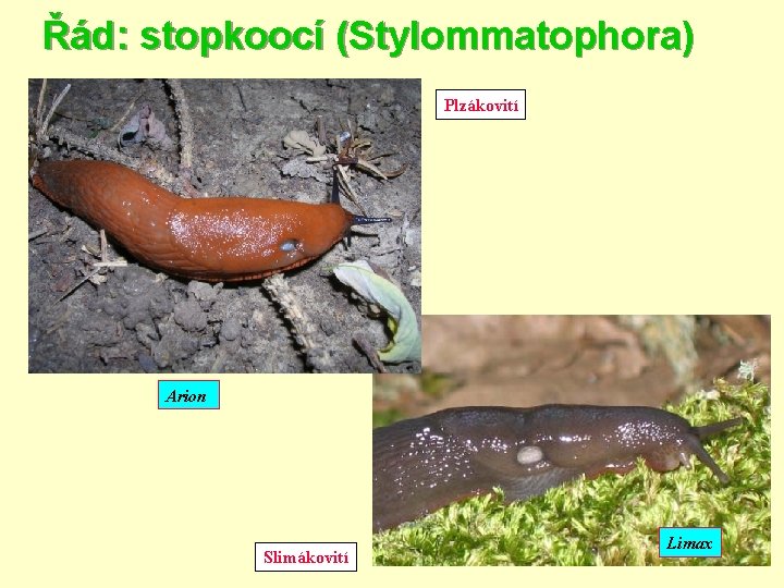 Řád: stopkoocí (Stylommatophora) Plzákovití Arion Slimákovití Limax 