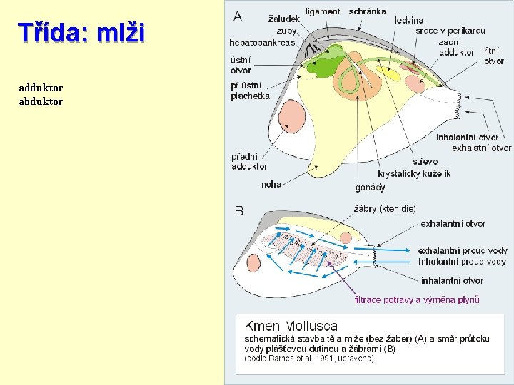 Třída: mlži adduktor abduktor 