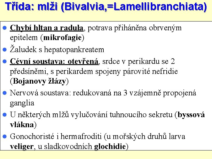 Třída: mlži (Bivalvia, =Lamellibranchiata) Chybí hltan a radula, potrava přiháněna obrveným epitelem (mikrofagie) Žaludek