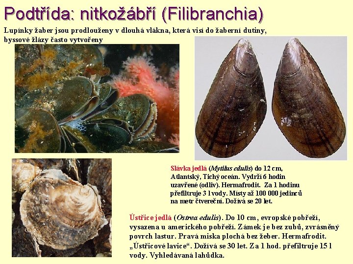 Podtřída: nitkožábří (Filibranchia) Lupínky žaber jsou prodlouženy v dlouhá vlákna, která visí do žaberní