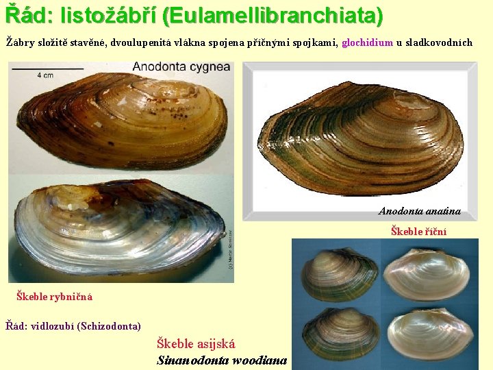 Řád: listožábří (Eulamellibranchiata) Žábry složitě stavěné, dvoulupenitá vlákna spojena příčnými spojkami, glochidium u sladkovodních