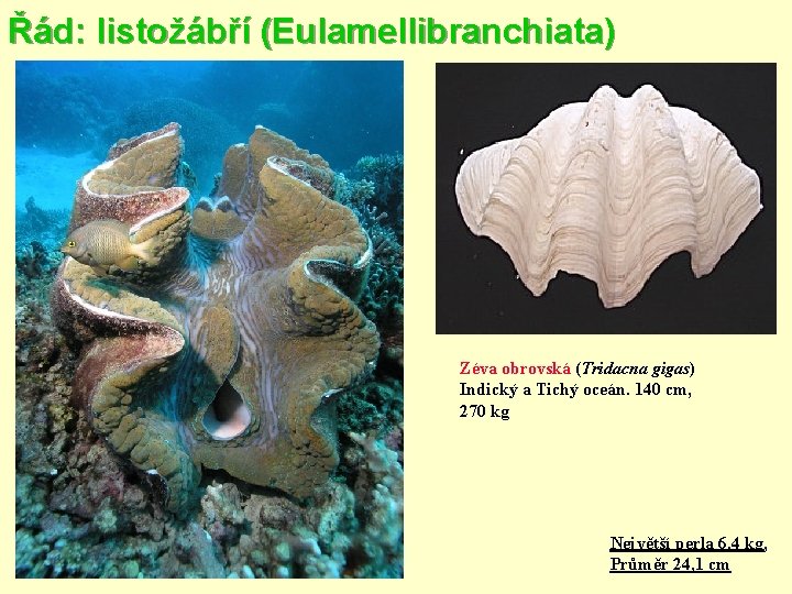 Řád: listožábří (Eulamellibranchiata) Zéva obrovská (Tridacna gigas) Indický a Tichý oceán. 140 cm, 270