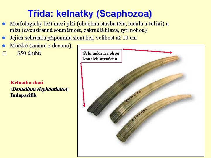 Třída: kelnatky (Scaphozoa) Morfologicky leží mezi plži (obdobná stavba těla, radula a čelisti) a