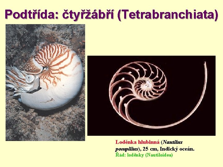 Podtřída: čtyřžábří (Tetrabranchiata) Loděnka hlubinná (Nautilus pompilius), 25 cm, Indický oceán. Řád: loděnky (Nautiloidea)