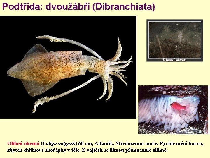 Podtřída: dvoužábří (Dibranchiata) Oliheň obecná (Loligo vulgaris) 60 cm, Atlantik, Středozemní moře. Rychle mění